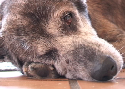 Lily Does Derrida: A Dog’s Video Essay, 2010-12 Video still, duration: 29:30 min.