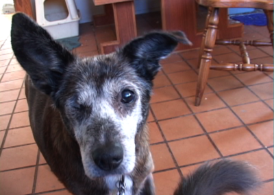 Lily Does Derrida: A Dog’s Video Essay, 2010-12 Video still, duration: 29:30 min.