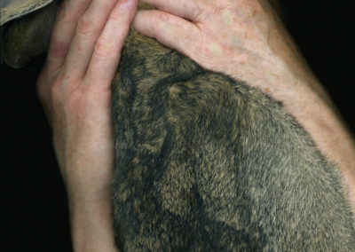 Claire’s body, 7/5/2011, 1:58 p.m., from the series Claire Last Days, 2011 Archival digital pigment print from scan, 20 x 26.67 in.